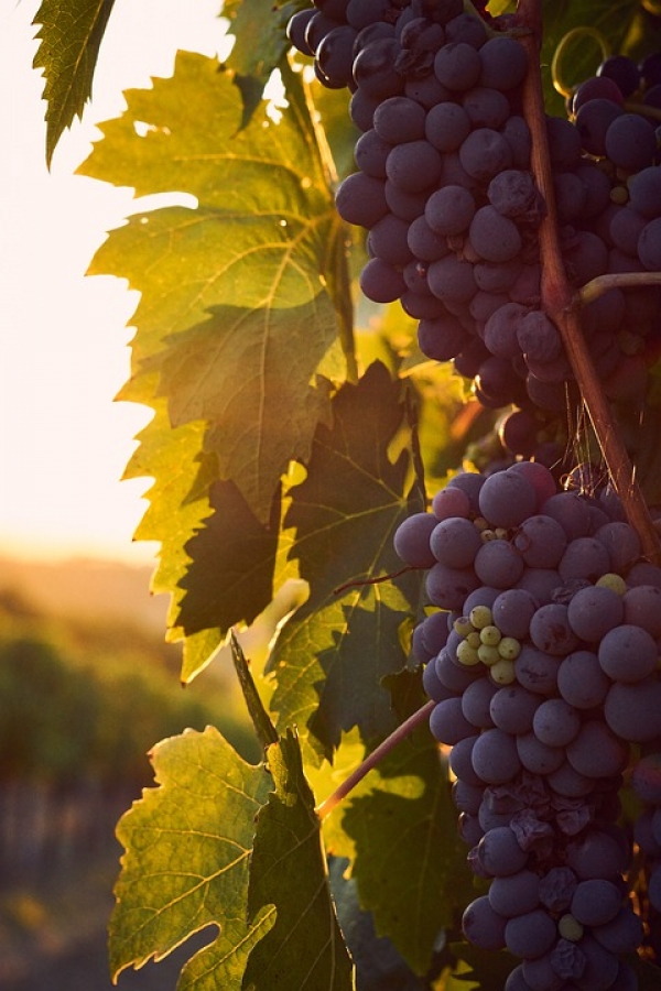 Александр Рассудов о проекте федерального закона о виноградарстве и виноделии в РФ:  «Мы должны поддерживать, а не топить наших местных производителей»