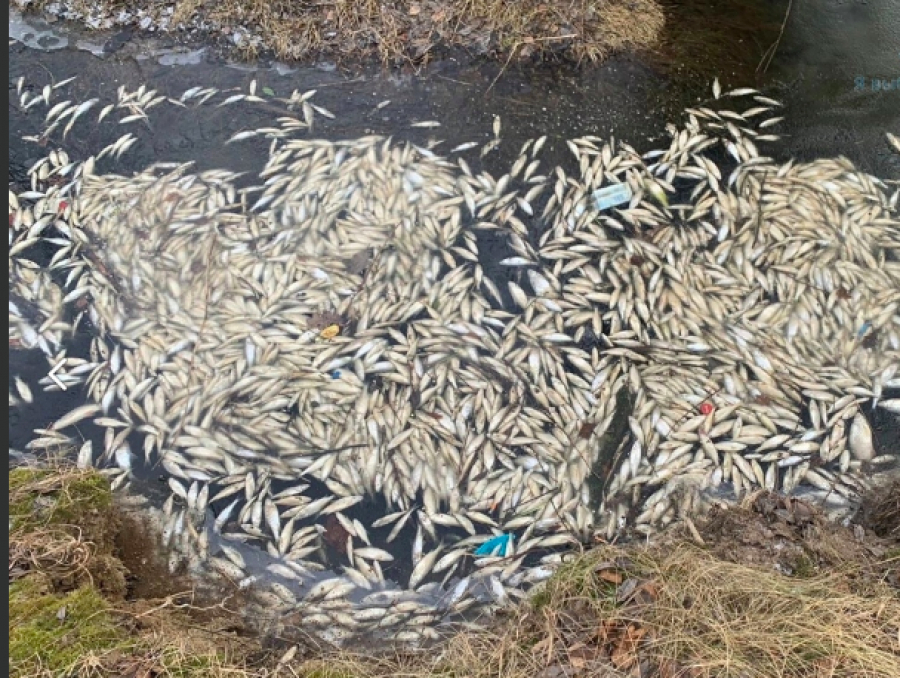 Горожане сообщили об экологической катастрофе на Гореловском озере